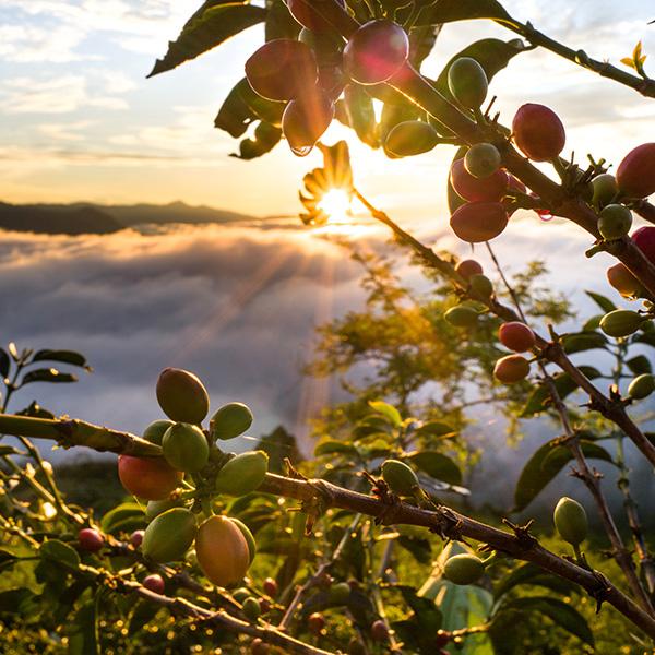 Nespresso fairtrade shop